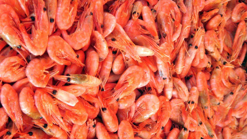 Prawns for sale at seafood markets